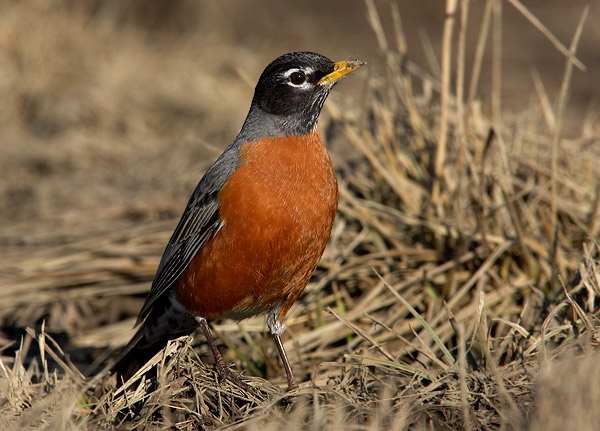 American Robin